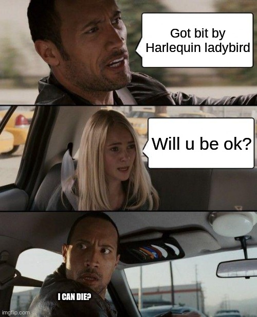 Might allergic reaction | Got bit by Harlequin ladybird; Will u be ok? I CAN DIE? | image tagged in memes,the rock driving | made w/ Imgflip meme maker