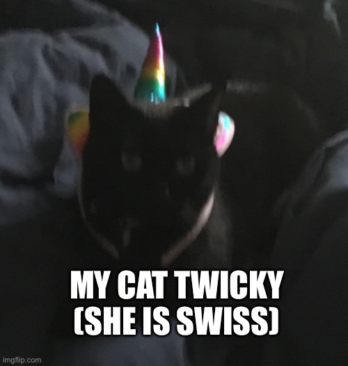 My cat | MY CAT TWICKY (SHE IS SWISS) | image tagged in pets,cat,kawaii | made w/ Imgflip meme maker