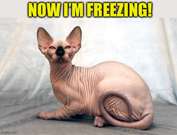 Hairless cat | NOW I’M FREEZING! | image tagged in hairless cat | made w/ Imgflip meme maker