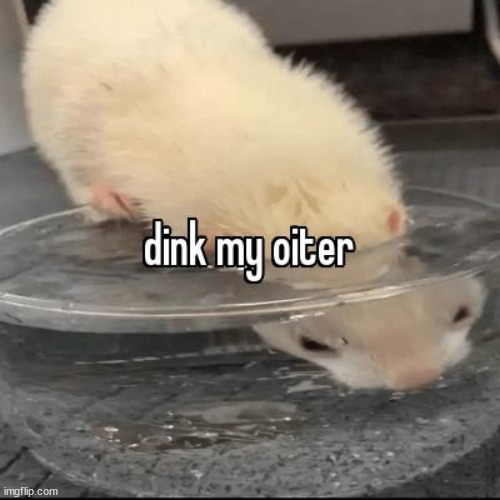 Dink my oiter | image tagged in dink my oiter | made w/ Imgflip meme maker