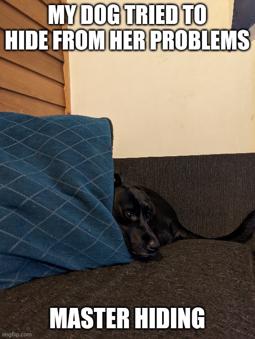 Ah the hiding dog | MY DOG TRIED TO HIDE FROM HER PROBLEMS; MASTER HIDING | image tagged in memes,dog | made w/ Imgflip meme maker