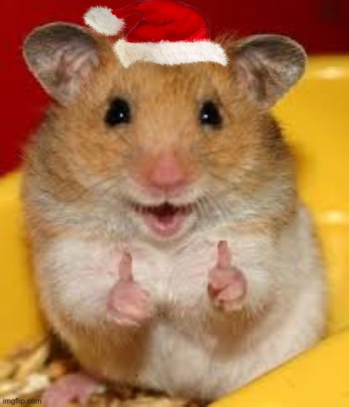 Thumbs up hamster  | image tagged in thumbs up hamster | made w/ Imgflip meme maker