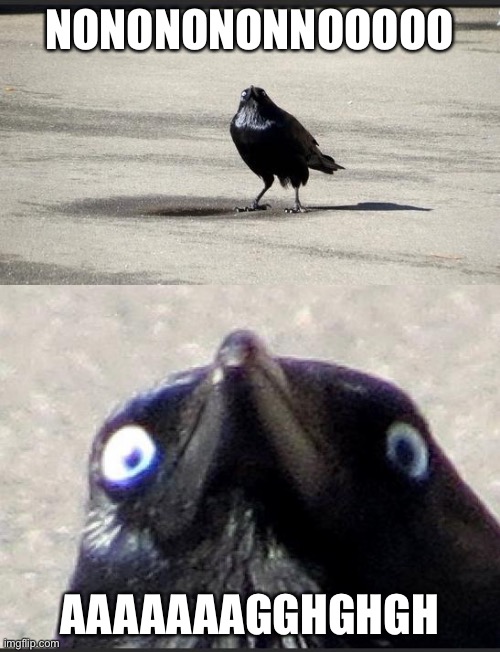 insanity crow | NONONONONNOOOOO AAAAAAAGGHGHGH | image tagged in insanity crow | made w/ Imgflip meme maker