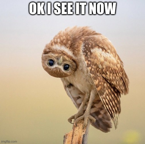 Upside down owl look | OK I SEE IT NOW | image tagged in upside down owl look | made w/ Imgflip meme maker