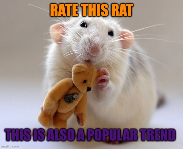 More popular trends | RATE THIS RAT; THIS IS ALSO A POPULAR TREND | image tagged in popular,trends,rats | made w/ Imgflip meme maker