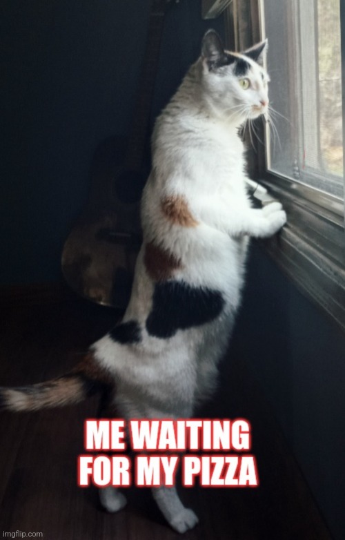 Pizza | image tagged in ill just wait here,waiting,cat | made w/ Imgflip meme maker