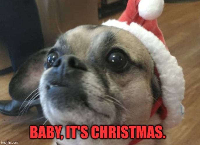 Baby, please | image tagged in dogs,begging,please | made w/ Imgflip meme maker