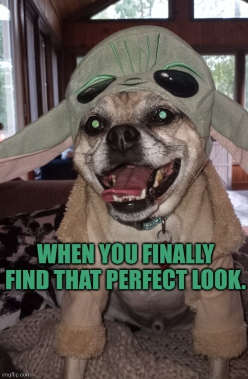 Finally a Perfect Look! | image tagged in perfection,ready | made w/ Imgflip meme maker