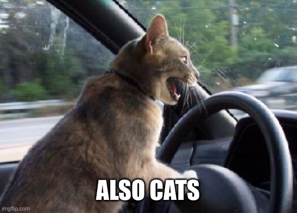 cat driving car | ALSO CATS | image tagged in cat driving car | made w/ Imgflip meme maker