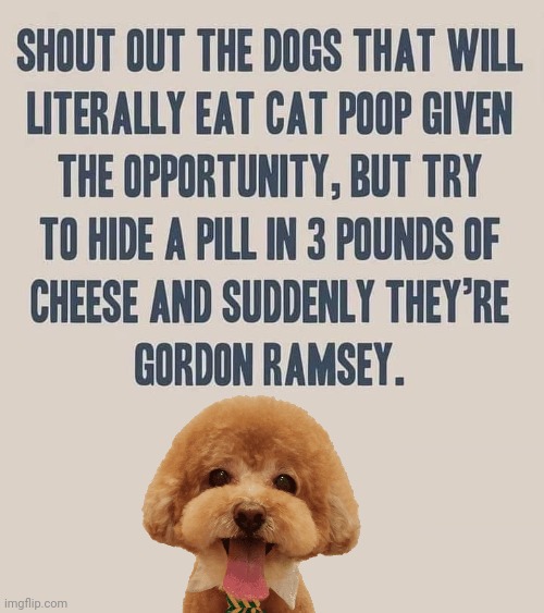 Dogs will eat poo but not medicine | image tagged in poodle | made w/ Imgflip meme maker