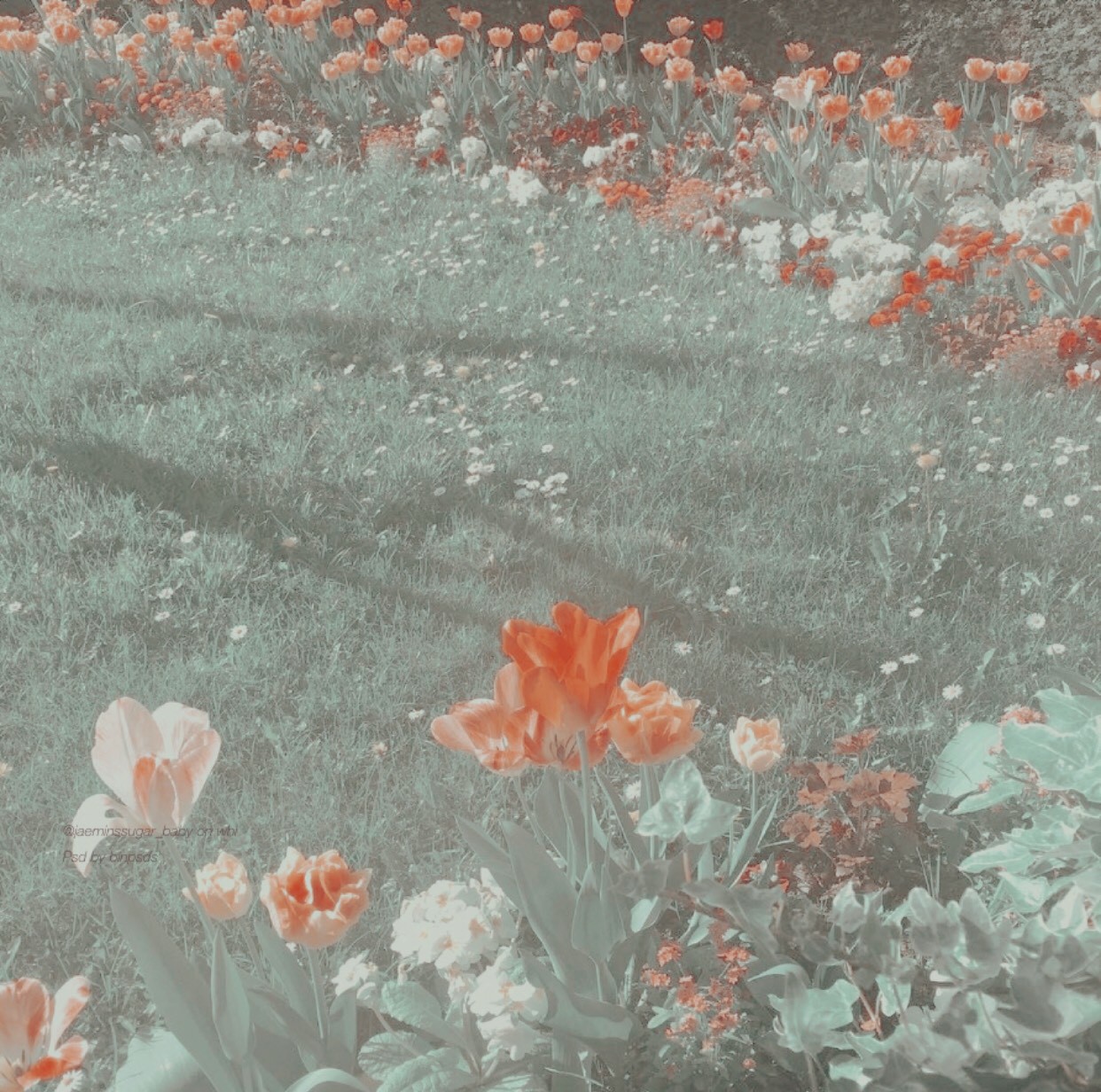 High Quality Field of flowers Blank Meme Template