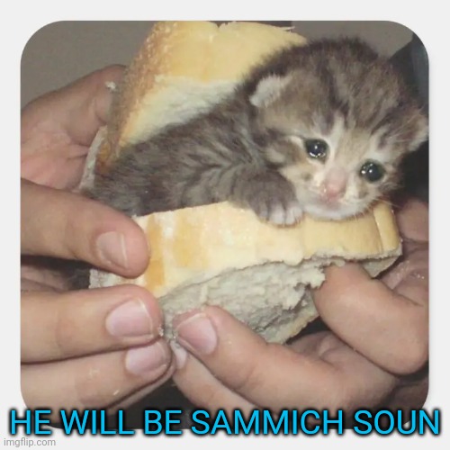 HE WILL BE SAMMICH SOUN | image tagged in cat,sandwich,sad cat,nom nom nom | made w/ Imgflip meme maker