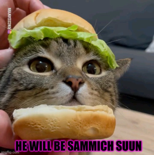 Nom nom nom |  HE WILL BE SAMMICH SUUN | image tagged in cute,cat,sandwich,stop it get some help,nom nom nom | made w/ Imgflip meme maker