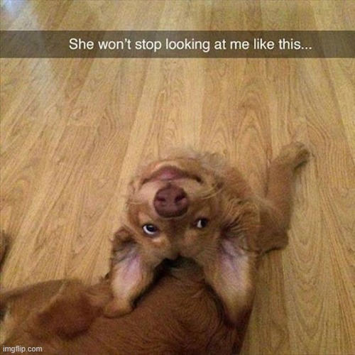 creepy dogs | image tagged in dogs | made w/ Imgflip meme maker