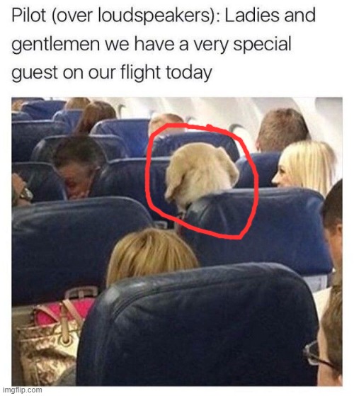 the dog is our special guest | image tagged in dogs | made w/ Imgflip meme maker