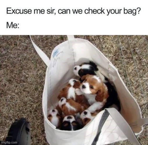 plenty of dogs in the bag | image tagged in dogs | made w/ Imgflip meme maker
