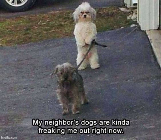 image tagged in dogs | made w/ Imgflip meme maker