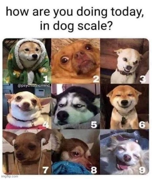 I'll upvote all your comments :) | image tagged in dogs | made w/ Imgflip meme maker