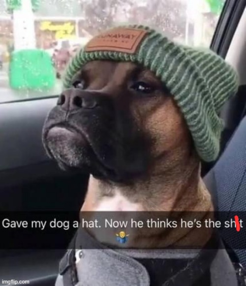 Dog with Hat Meme Maker