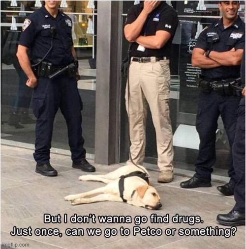 Dogs hate their jobs like humans | image tagged in dogs | made w/ Imgflip meme maker