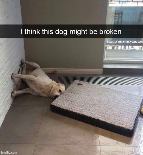 image tagged in dogs | made w/ Imgflip meme maker