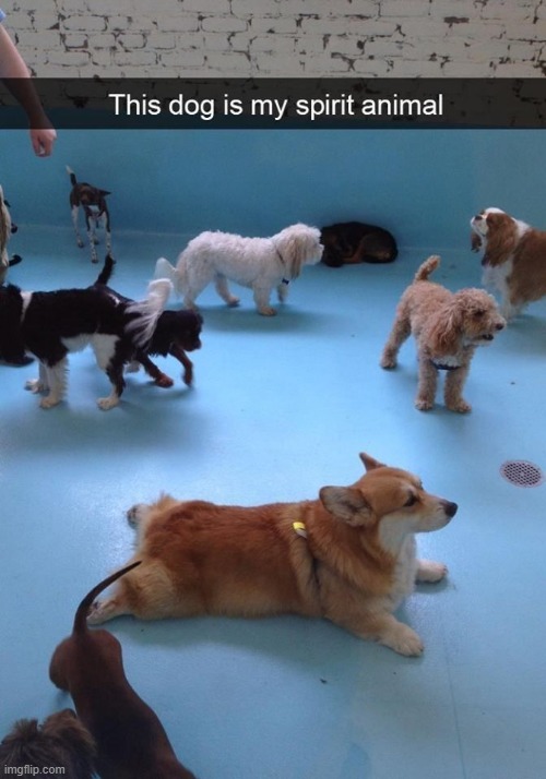 image tagged in dogs | made w/ Imgflip meme maker