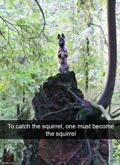 image tagged in dogs | made w/ Imgflip meme maker