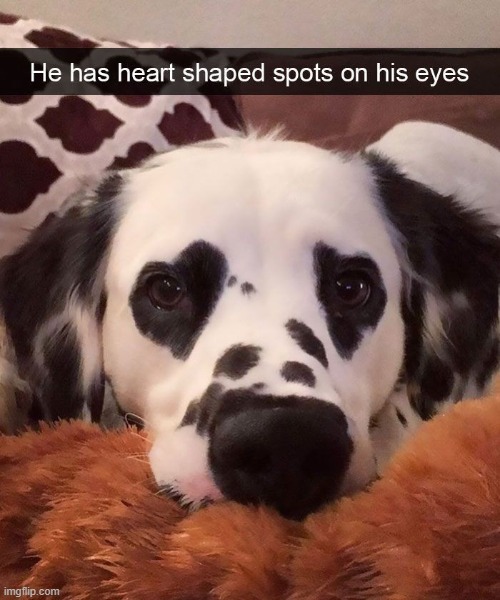 image tagged in dogs | made w/ Imgflip meme maker