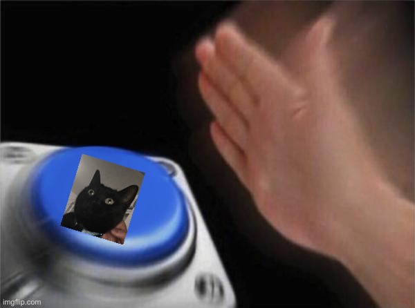 Cats | image tagged in memes,blank nut button | made w/ Imgflip meme maker