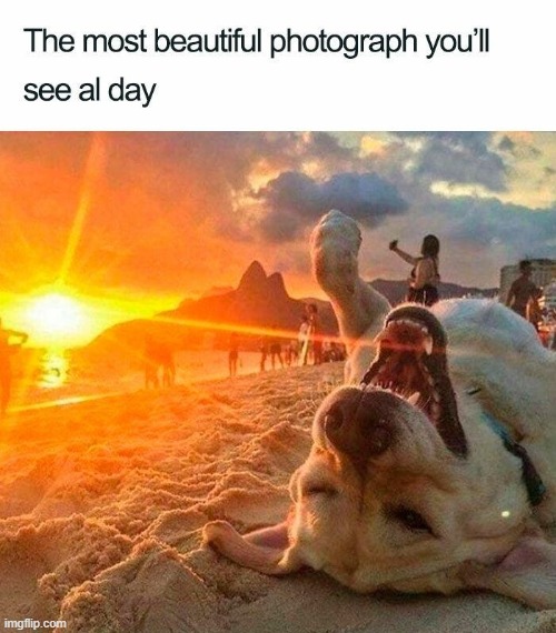 the dog made the image looks perfect | image tagged in dogs | made w/ Imgflip meme maker