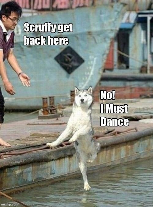 dog wants to dance on water | image tagged in dogs | made w/ Imgflip meme maker