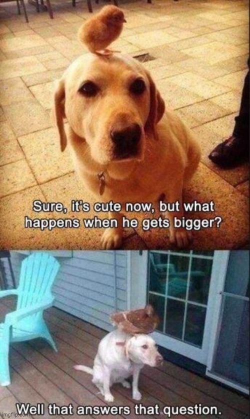 image tagged in dogs | made w/ Imgflip meme maker