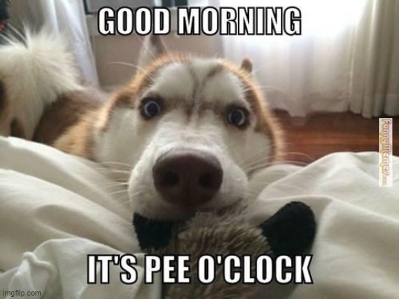 image tagged in puns | made w/ Imgflip meme maker