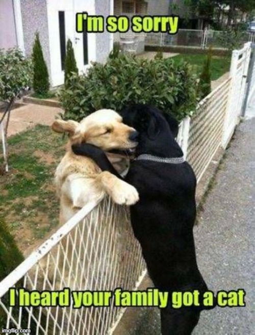 image tagged in dogs | made w/ Imgflip meme maker