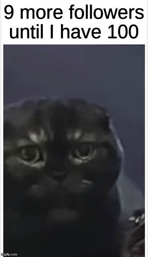 Debt Cat with Caption | 9 more followers until I have 100 | image tagged in debt cat with caption | made w/ Imgflip meme maker
