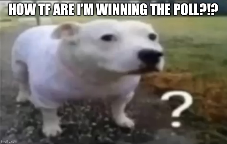 ? | HOW TF ARE I’M WINNING THE POLL?!? | made w/ Imgflip meme maker