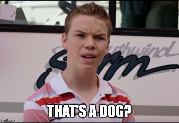 You Guys are Getting Paid | THAT'S A DOG? | image tagged in you guys are getting paid | made w/ Imgflip meme maker