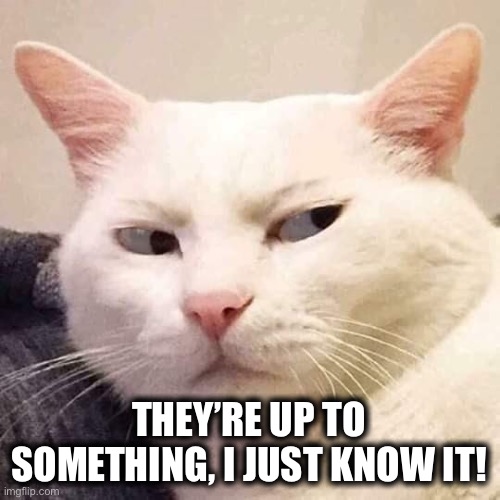 White cat suspicious | THEY’RE UP TO SOMETHING, I JUST KNOW IT! | image tagged in white cat suspicious | made w/ Imgflip meme maker