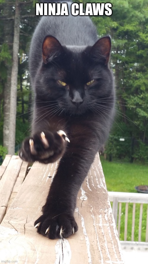 black cat claws pissed | NINJA CLAWS | image tagged in black cat claws pissed | made w/ Imgflip meme maker