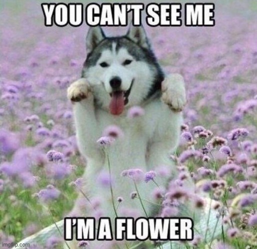 camouflage dog | image tagged in dogs | made w/ Imgflip meme maker