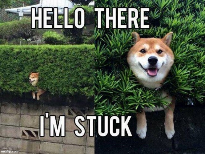 poor dog got stuck | image tagged in dogs | made w/ Imgflip meme maker