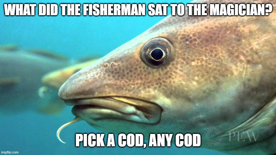 Daily Bad Dad Joke December 6 2022 | WHAT DID THE FISHERMAN SAT TO THE MAGICIAN? PICK A COD, ANY COD | image tagged in cod fish | made w/ Imgflip meme maker