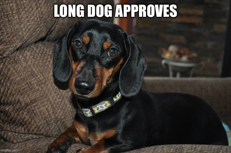 Weiner dog | LONG DOG APPROVES | image tagged in weiner dog | made w/ Imgflip meme maker