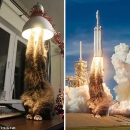 light off cat | image tagged in cats | made w/ Imgflip meme maker