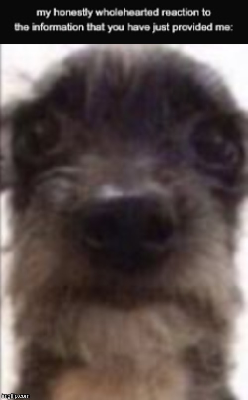 image tagged in my honestly wholehearted reaction to the information that you ha,serious dog | made w/ Imgflip meme maker