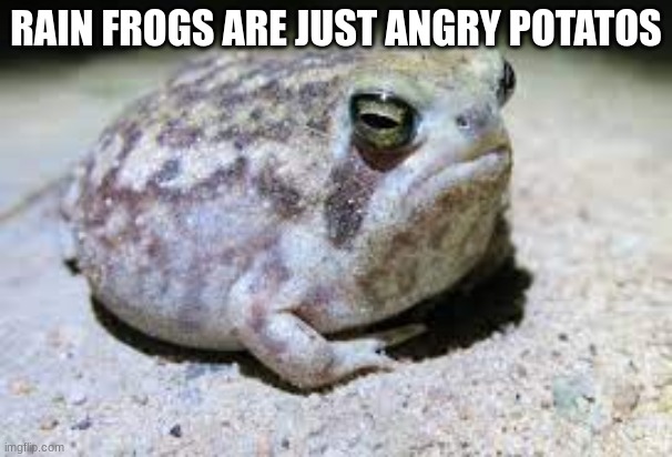 RAIN FROGS ARE JUST ANGRY POTATOS | made w/ Imgflip meme maker