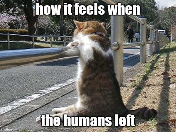 it just wants attention | how it feels when; the humans left | image tagged in sad cat,cat,fence | made w/ Imgflip meme maker