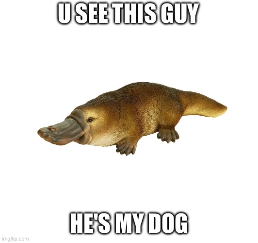 My dog | U SEE THIS GUY; HE'S MY DOG | image tagged in funny animals,memes | made w/ Imgflip meme maker