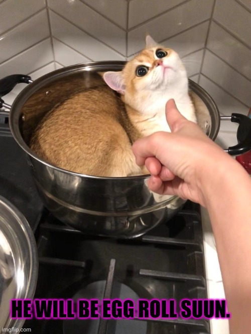 Nom nom nom | HE WILL BE EGG ROLL SUUN. | image tagged in nom nom nom,cat,chinese food,egg roles | made w/ Imgflip meme maker