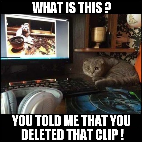 An Embarrassed Cat ! | WHAT IS THIS ? YOU TOLD ME THAT YOU
 DELETED THAT CLIP ! | image tagged in cats,embarrassed,clip | made w/ Imgflip meme maker